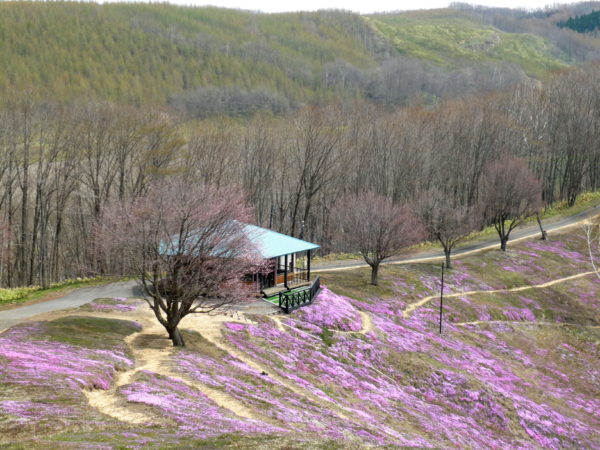いまの芝桜公園の様子