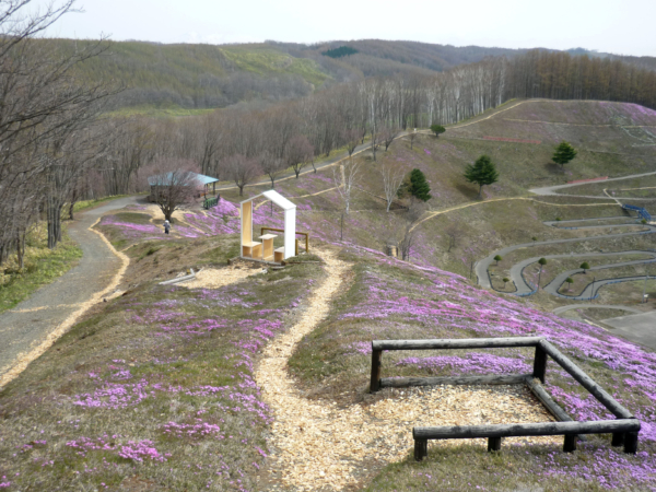 いまの芝桜公園の様子