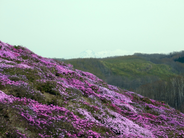 いまの芝桜公園の様子