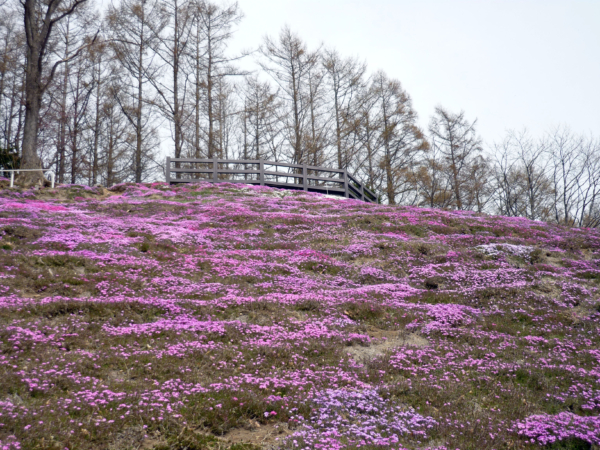 いまの芝桜公園の様子
