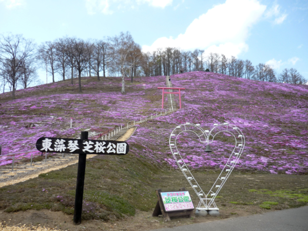 いまの芝桜公園の様子