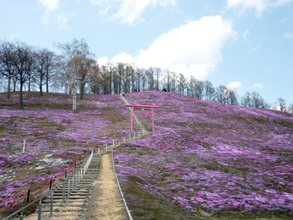 いまの芝桜公園の様子