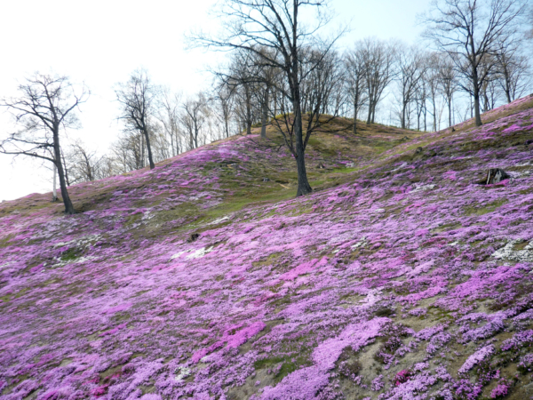 いまの芝桜公園の様子