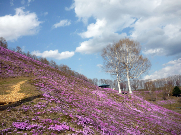 いまの芝桜公園の様子