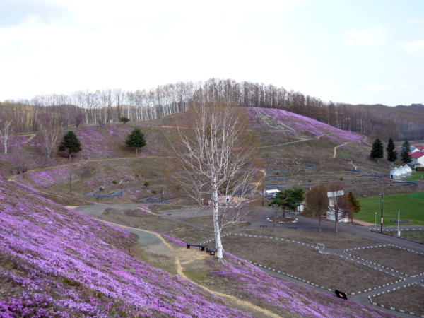いまの芝桜公園の様子