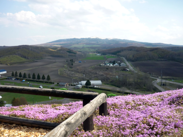 いまの芝桜公園の様子