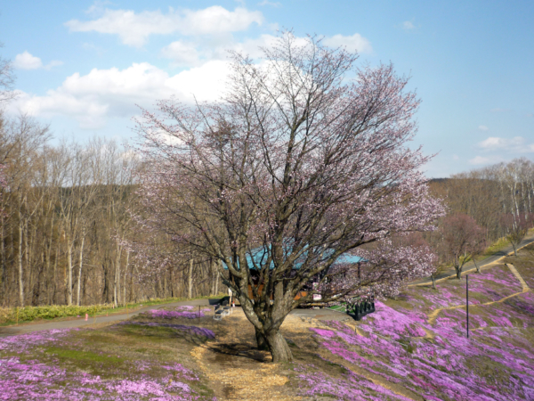 いまの芝桜公園の様子