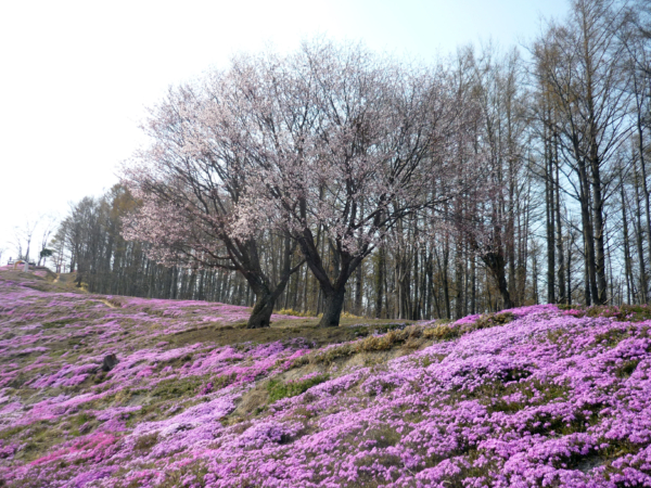 いまの芝桜公園の様子