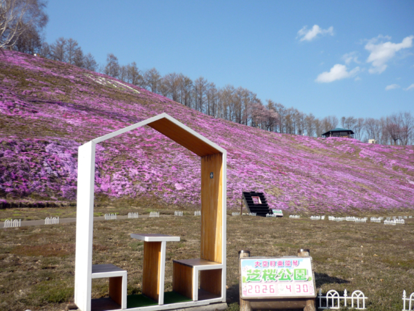 いまの芝桜公園の様子