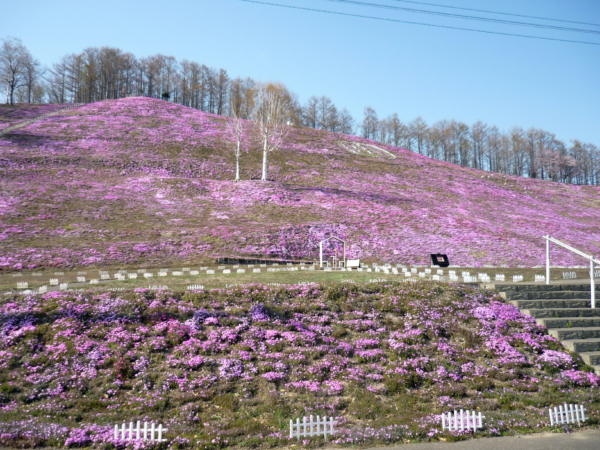 いまの芝桜公園の様子