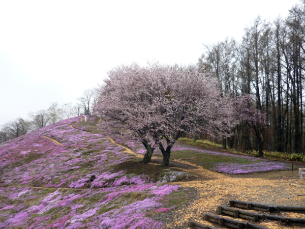 いまの芝桜公園の様子