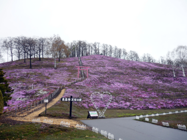 いまの芝桜公園の様子