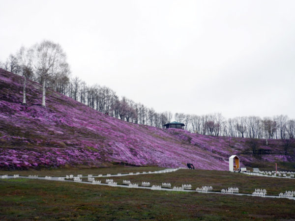 いまの芝桜公園の様子