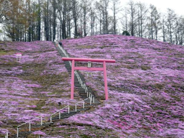 いまの芝桜公園の様子