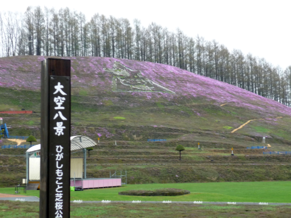 いまの芝桜公園の様子