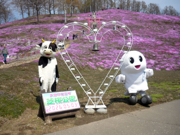 いまの芝桜公園の様子