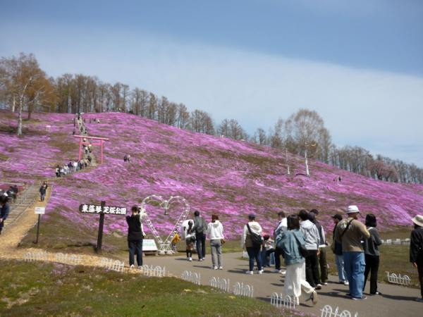いまの芝桜公園の様子