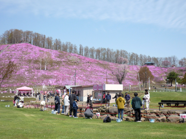 いまの芝桜公園の様子