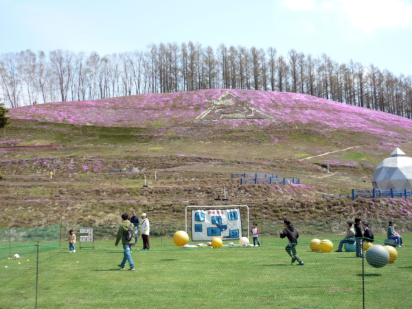 いまの芝桜公園の様子