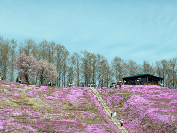 いまの芝桜公園の様子