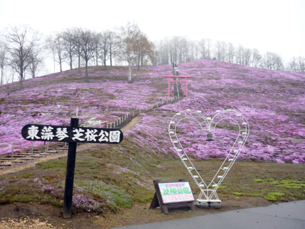 いまの芝桜公園の様子