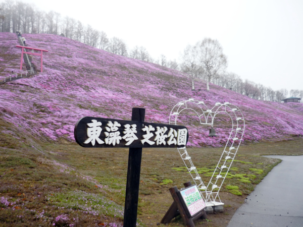 いまの芝桜公園の様子