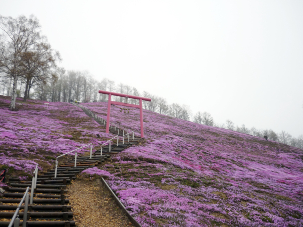 いまの芝桜公園の様子