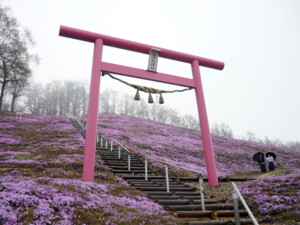 いまの芝桜公園の様子