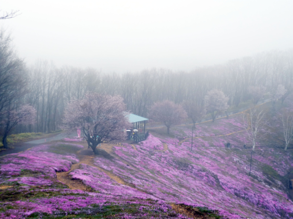 いまの芝桜公園の様子