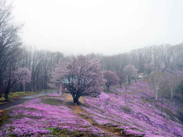 いまの芝桜公園の様子