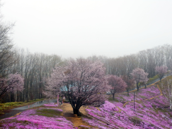 いまの芝桜公園の様子