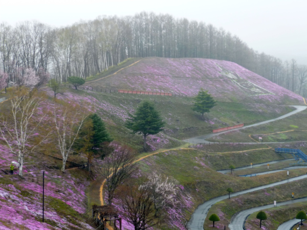 いまの芝桜公園の様子