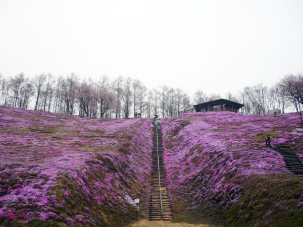 いまの芝桜公園の様子