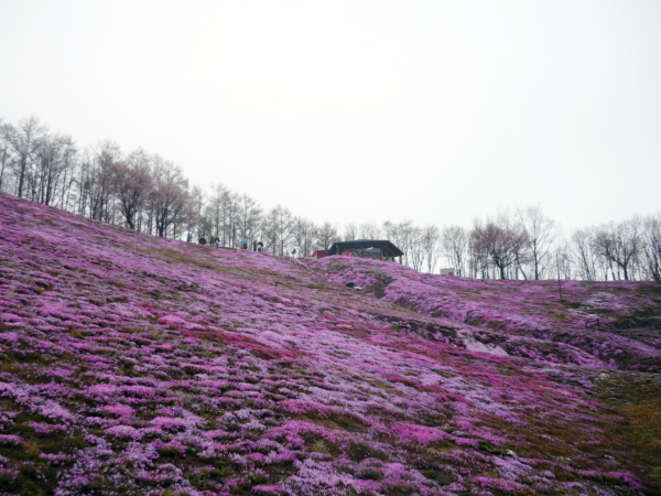 いまの芝桜公園の様子