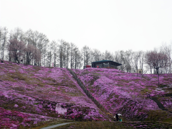 いまの芝桜公園の様子