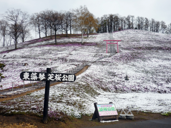 いまの芝桜公園の様子