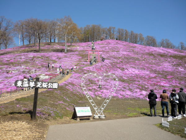 いまの芝桜公園の様子