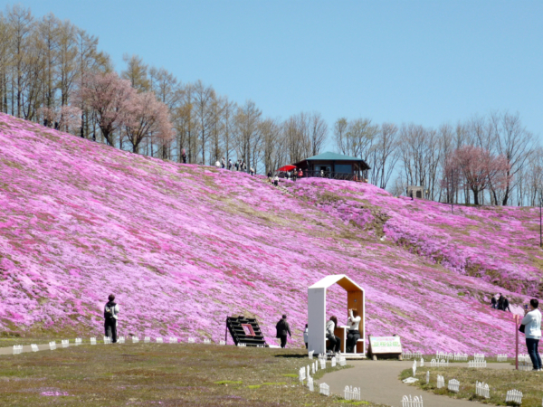 いまの芝桜公園の様子