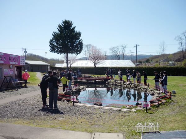 いまの芝桜公園の様子