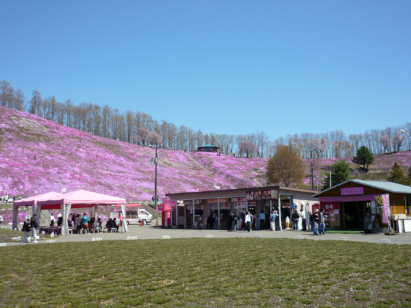 いまの芝桜公園の様子