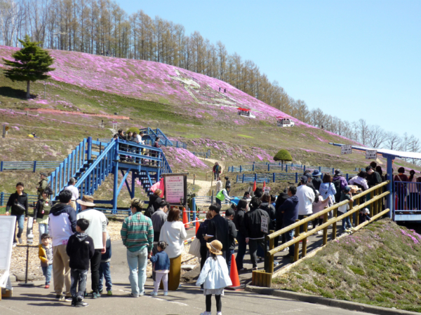 いまの芝桜公園の様子