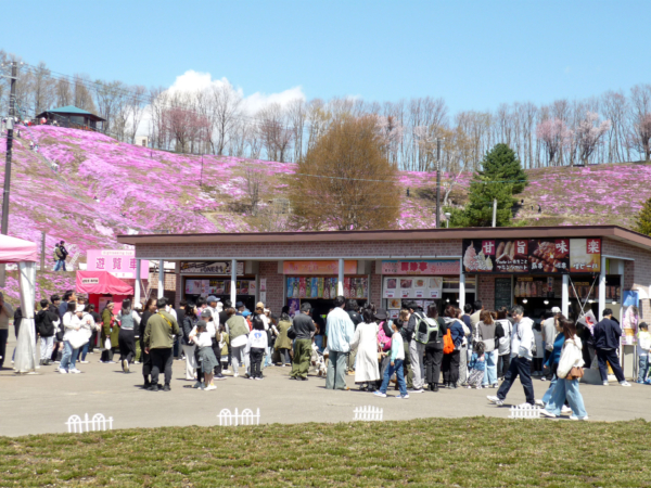 いまの芝桜公園の様子