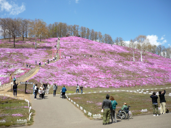 いまの芝桜公園の様子