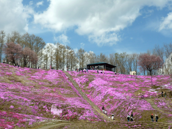 いまの芝桜公園の様子