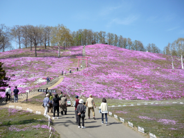 いまの芝桜公園の様子