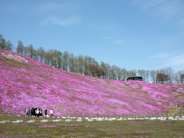 いまの芝桜公園の様子
