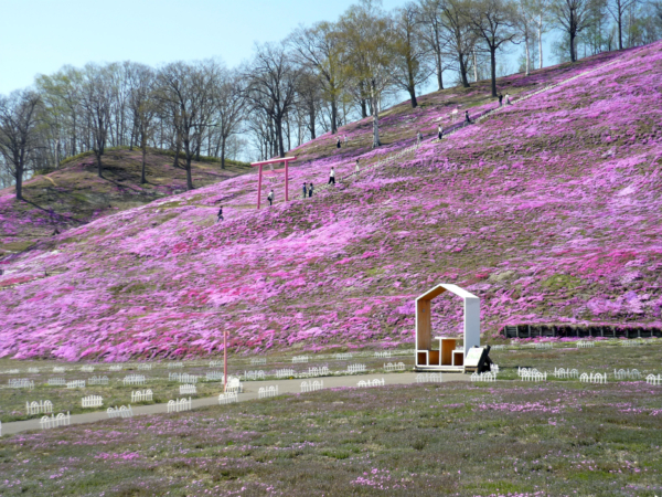 いまの芝桜公園の様子