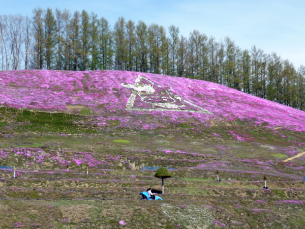いまの芝桜公園の様子