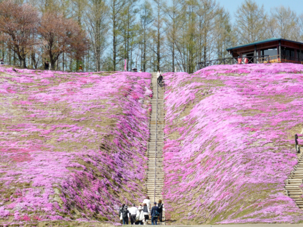 いまの芝桜公園の様子