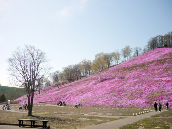 いまの芝桜公園の様子